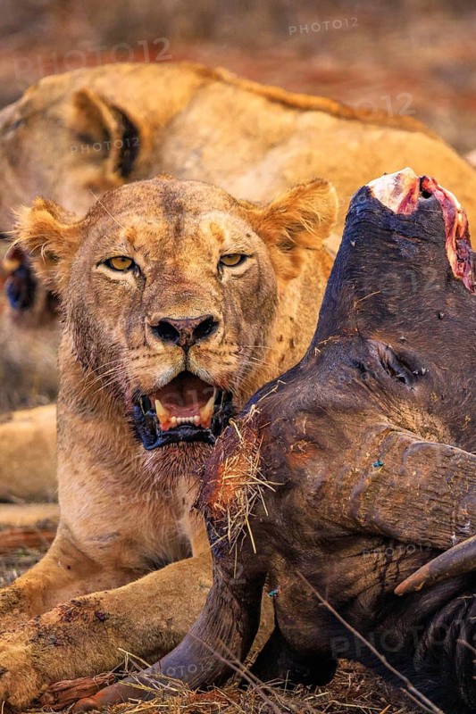 Lion