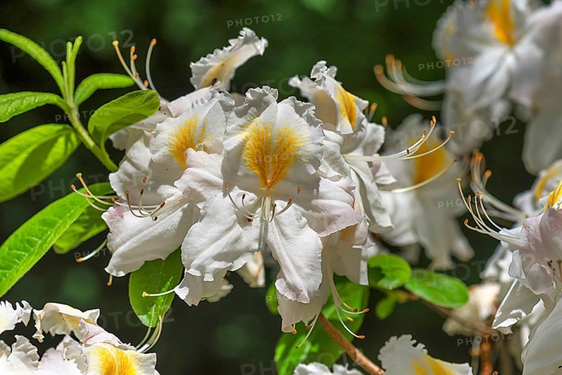 White flower of a Western Azalea