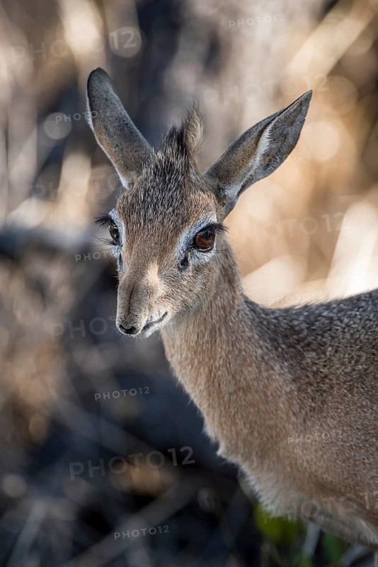 Kirk dikdik or kirk's dik-dik