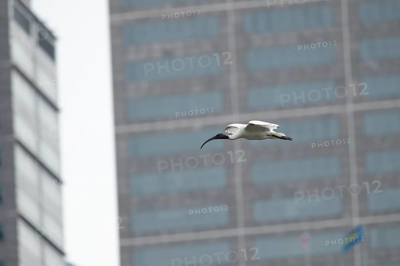 Australian white ibis