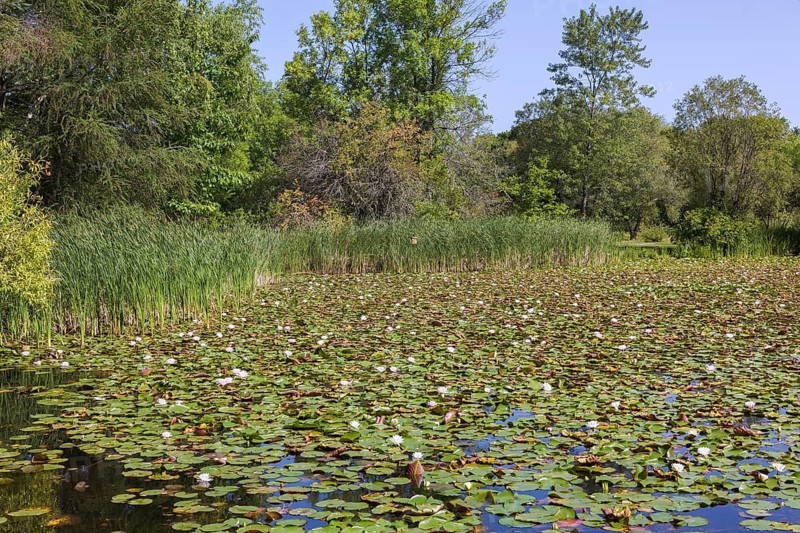 Water lilies