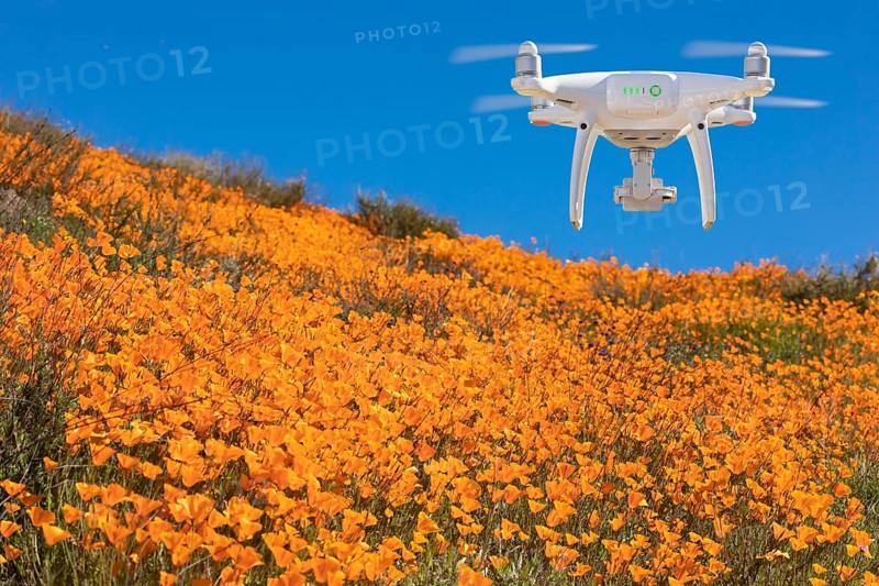 Drone flying above seasonal california poppies bloom landscape
