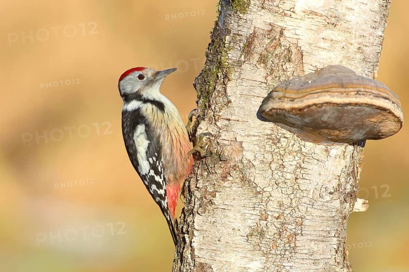 Middle spotted woodpecker