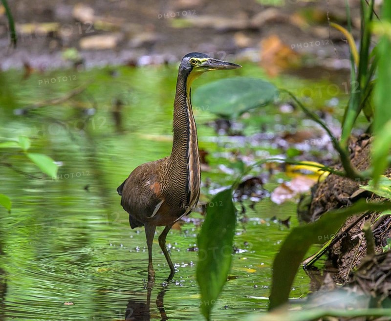Bare-throated tiger heron