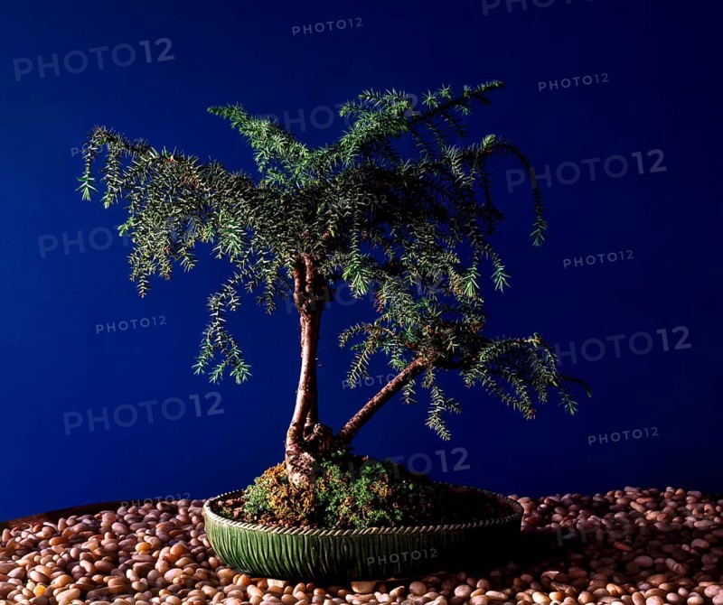Bonsai