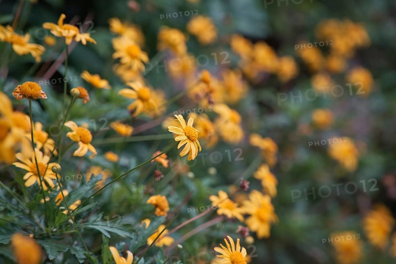 Yellow daisy flowers in a garden in spring