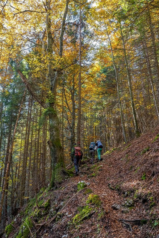 Hikers in a mixed forest in autumn
