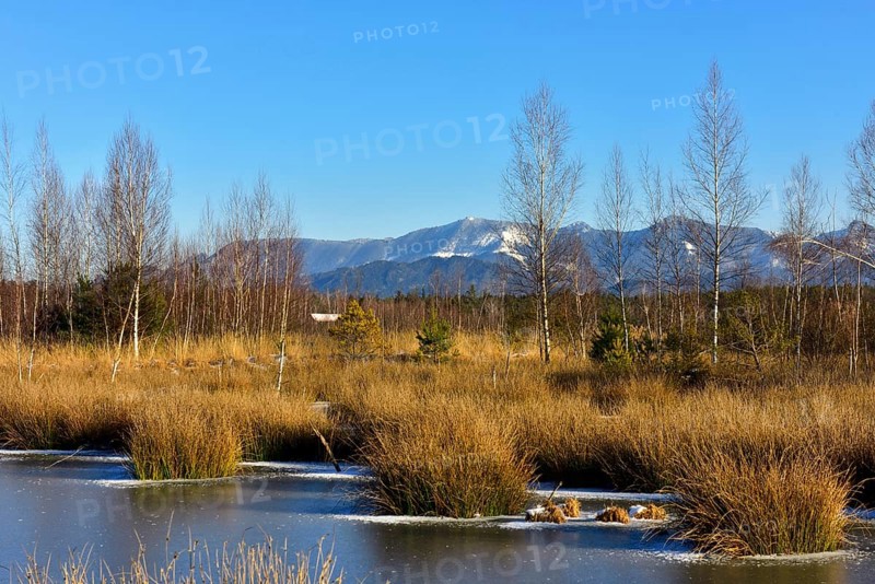Frozen moor pond with common club-rush