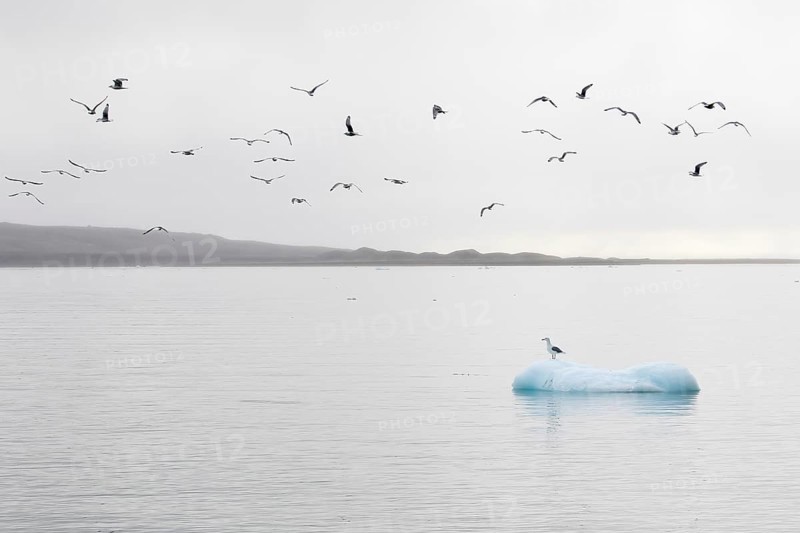 Glaucous gull