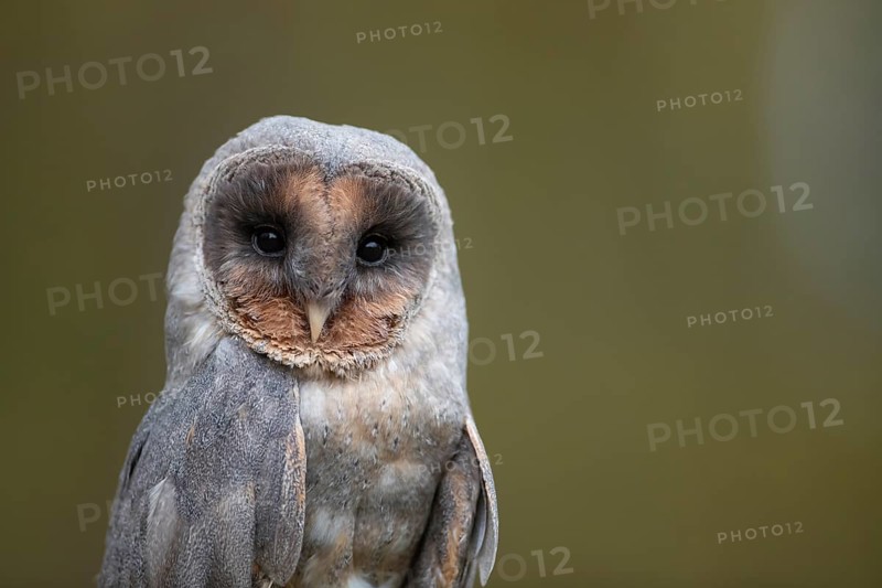 Barn owl