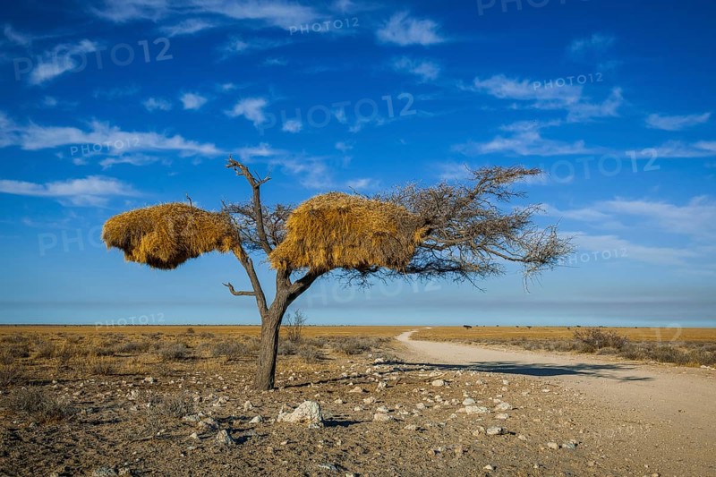 Tree with nest of Social weaver