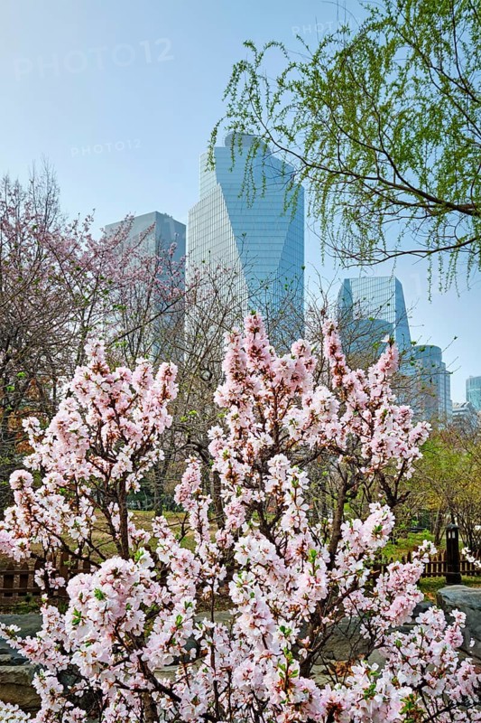Blooming sakura blossoms flowers in Yeouido Park public park in Seoul