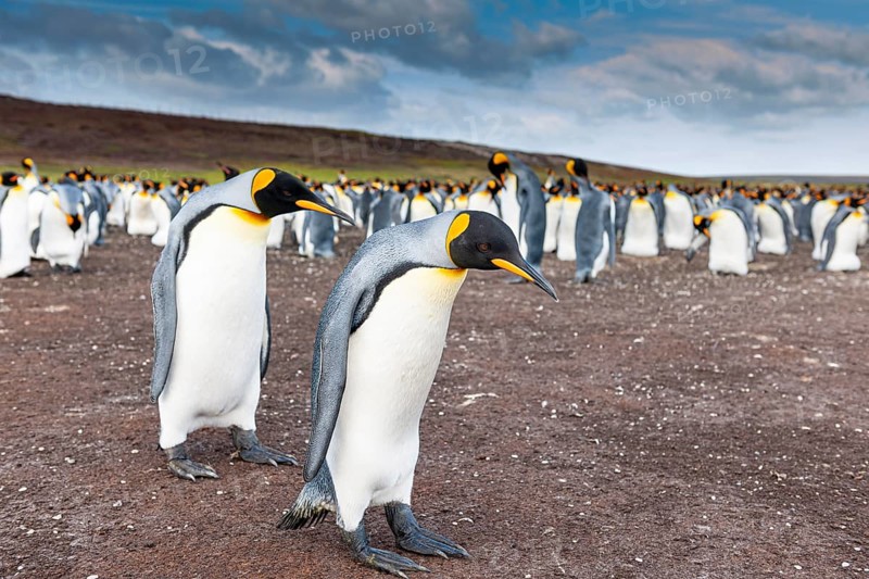 Koenigspinguine