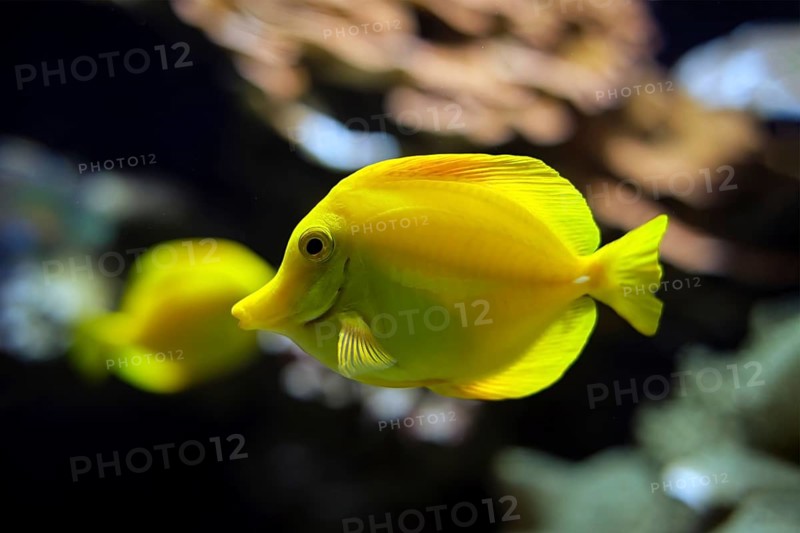 Yellow tang