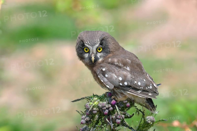 Tengmalm's Owl