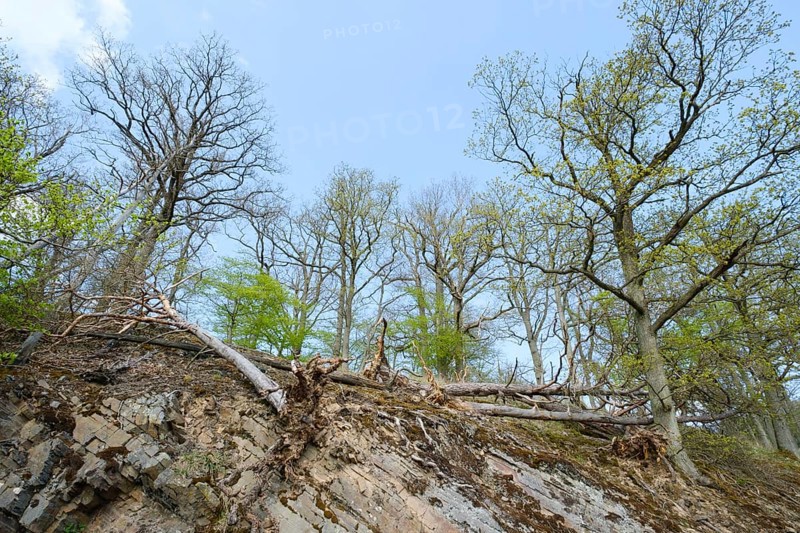 Block pile at Knorreichenstieg
