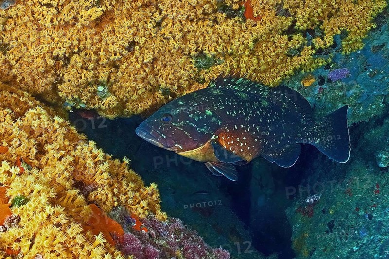 Large Mediterranean grouper