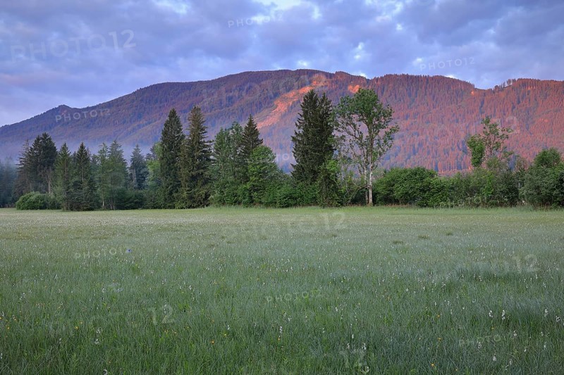 Common cottongrasses