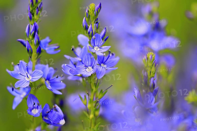 Speedwell