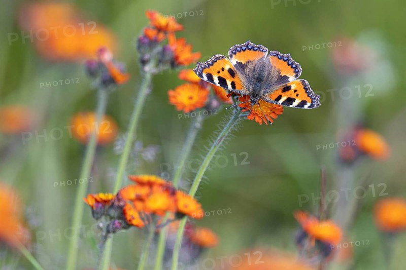 Small tortoiseshell
