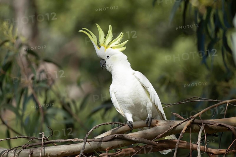 Sulphur-crested cockatoo