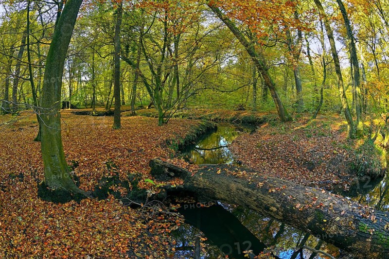 Deadwood in the Rotbach in the autumnal Hiesfeld Forest