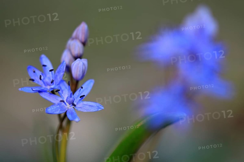 Squill