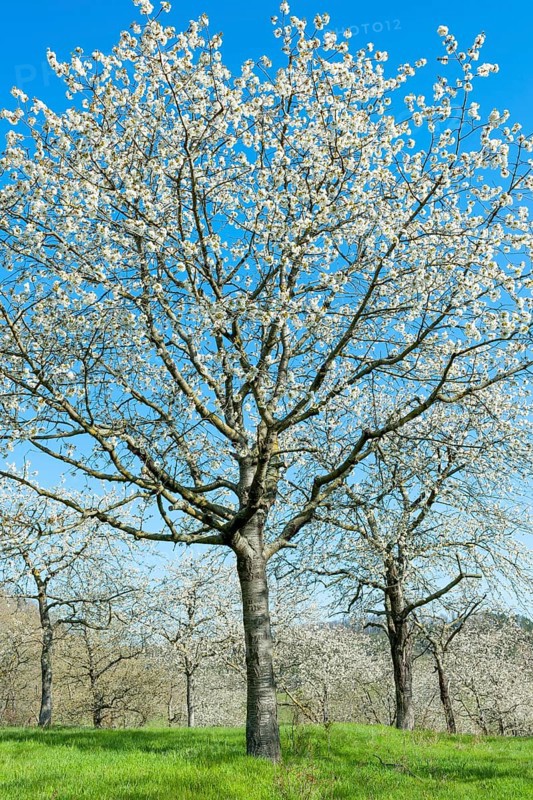 Bluehende Vogel-Kirschen
