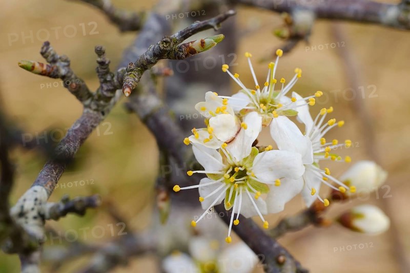 Blueten des Weissdorn