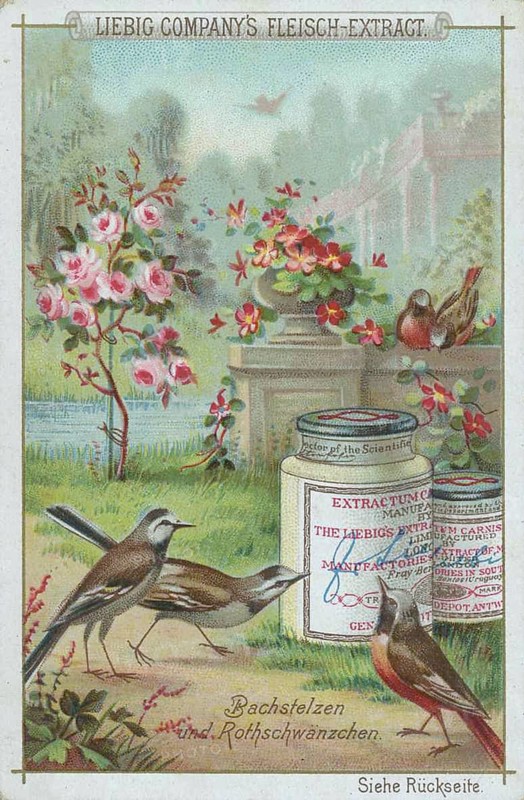 Native Birds Series