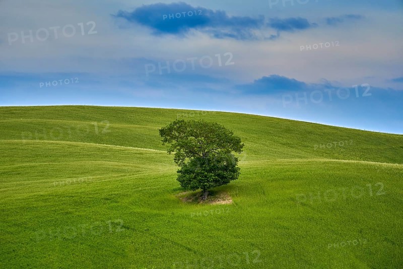 Lone tree
