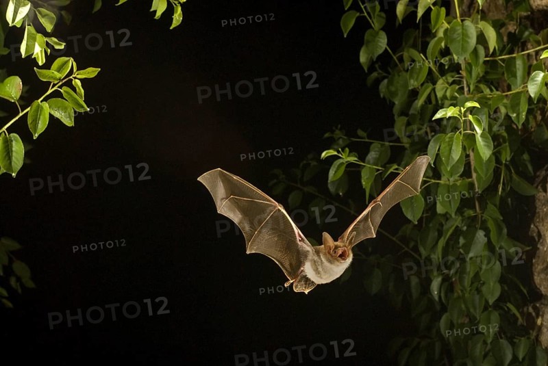 Greater mouse-eared bat