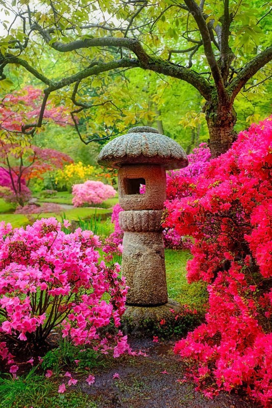 Stone lantern in Japanese garden with blooming flowers