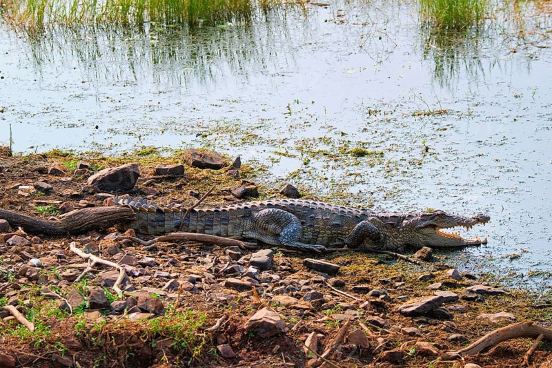 Snub Nosed Marsh Crocodile mugger crocodile