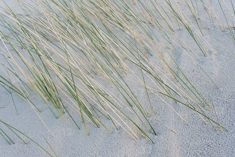 Strandhafer