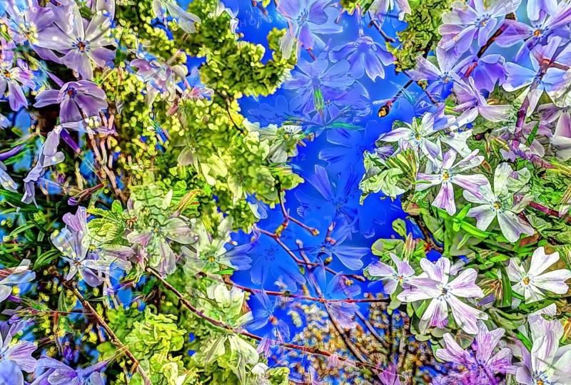 Flowers creative