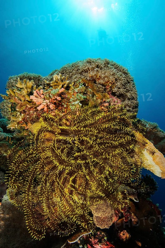 Bennet's bennett's feather star
