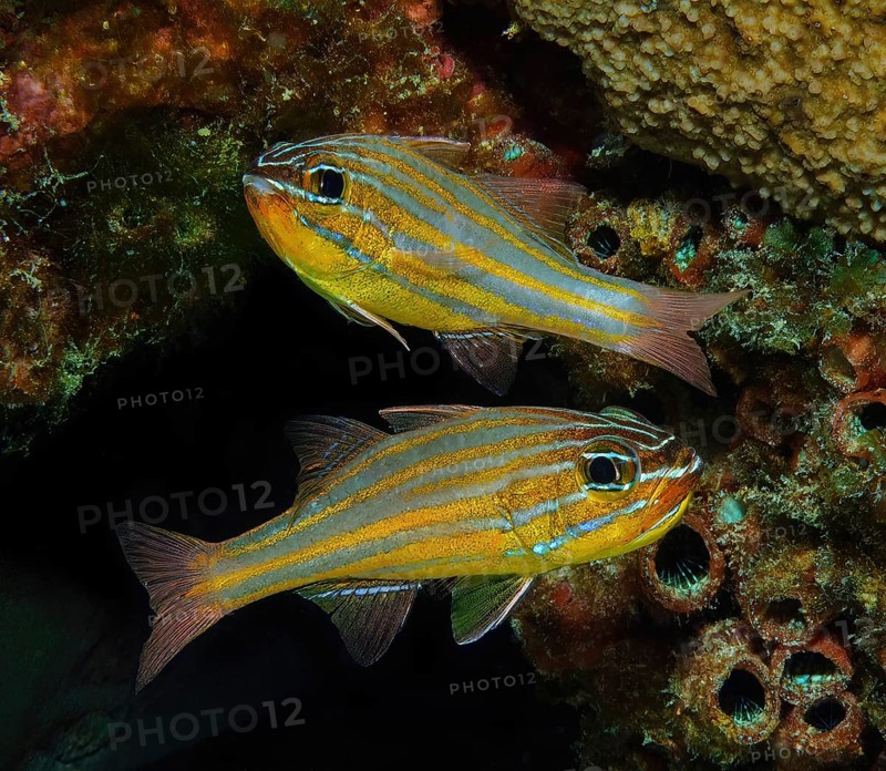 Pair of golden-striped cardinalfish