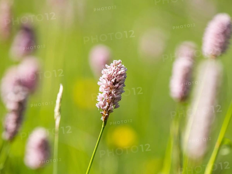 Meadow bistort