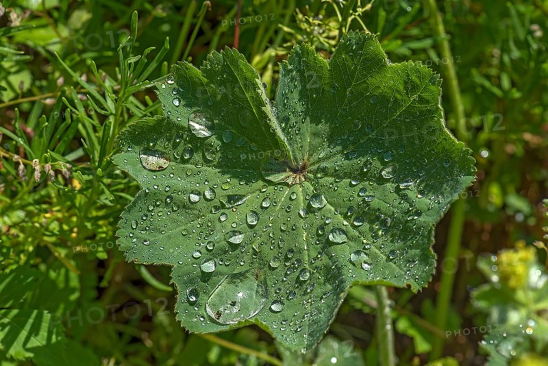 Sheet from Lady's mantle