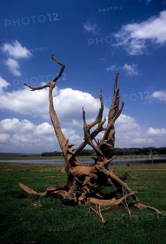 An uprooted tree branch makes for a perfect picture in Kabini