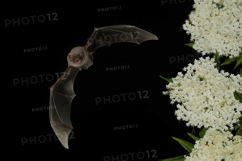Common bent-wing bat