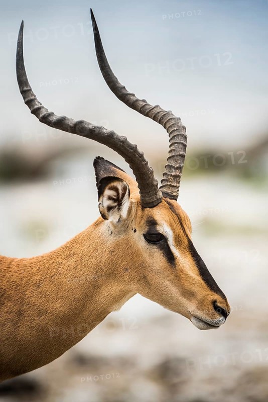 Black-faced impala