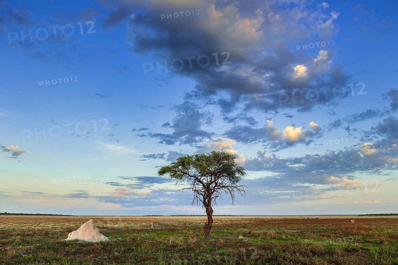 Tree and termite mound on the edge of the salt pan