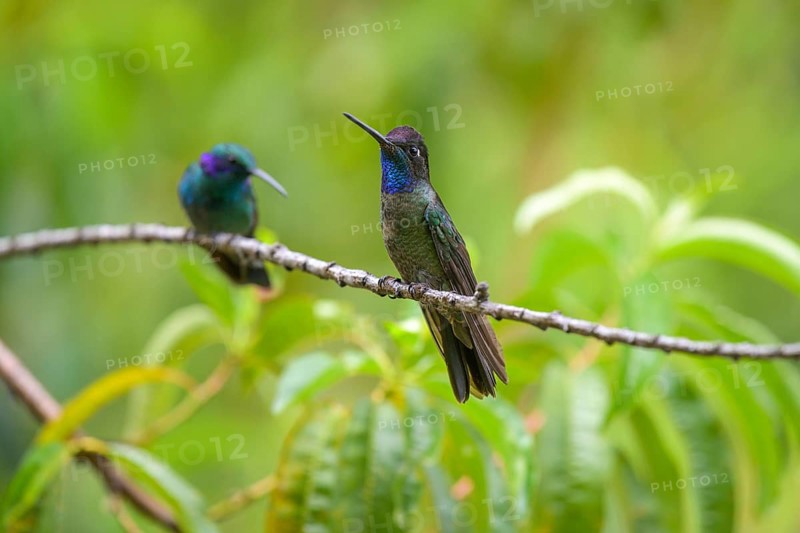 Male Talamanca Hummingbird