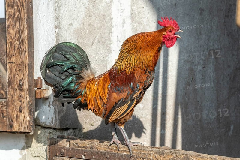 Portrait of a Rooster crowing in a farmyard. Educational Farm