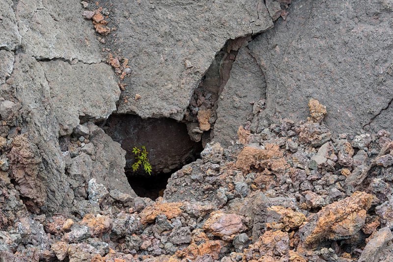 Pionierpflanze in Lavafeld