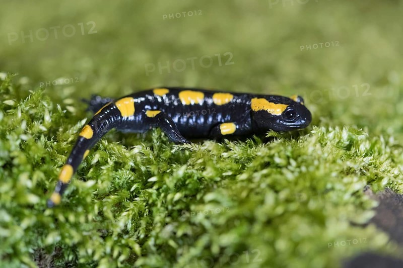 Feuersalamander