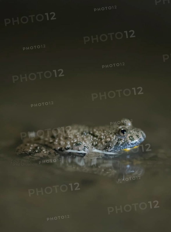 Yellow-bellied toad