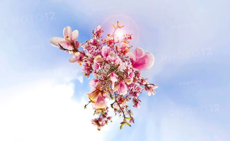 Magnolia tree